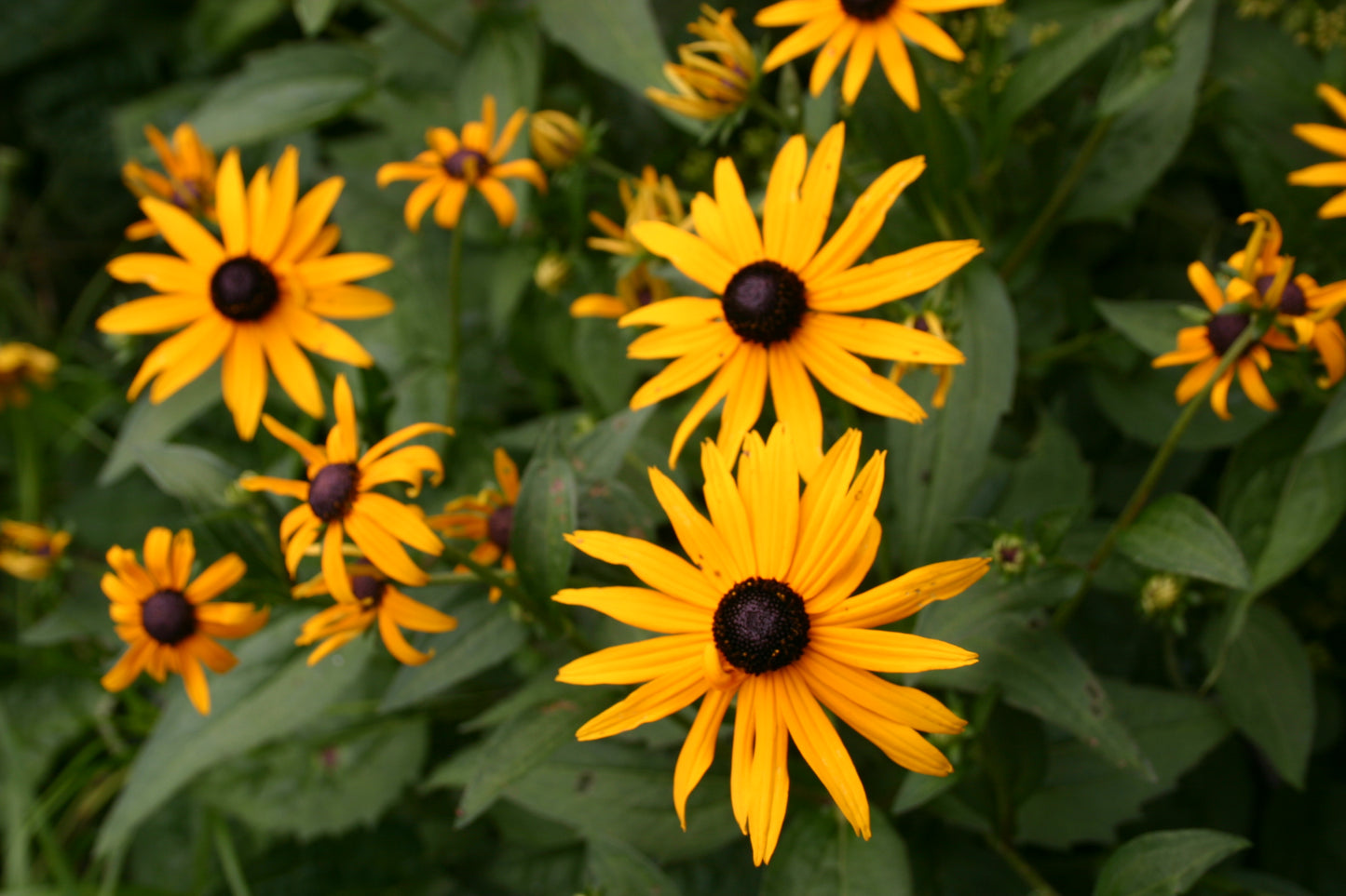 Rudbeckia subtomentosa ‘Sweet black-eyed susan’