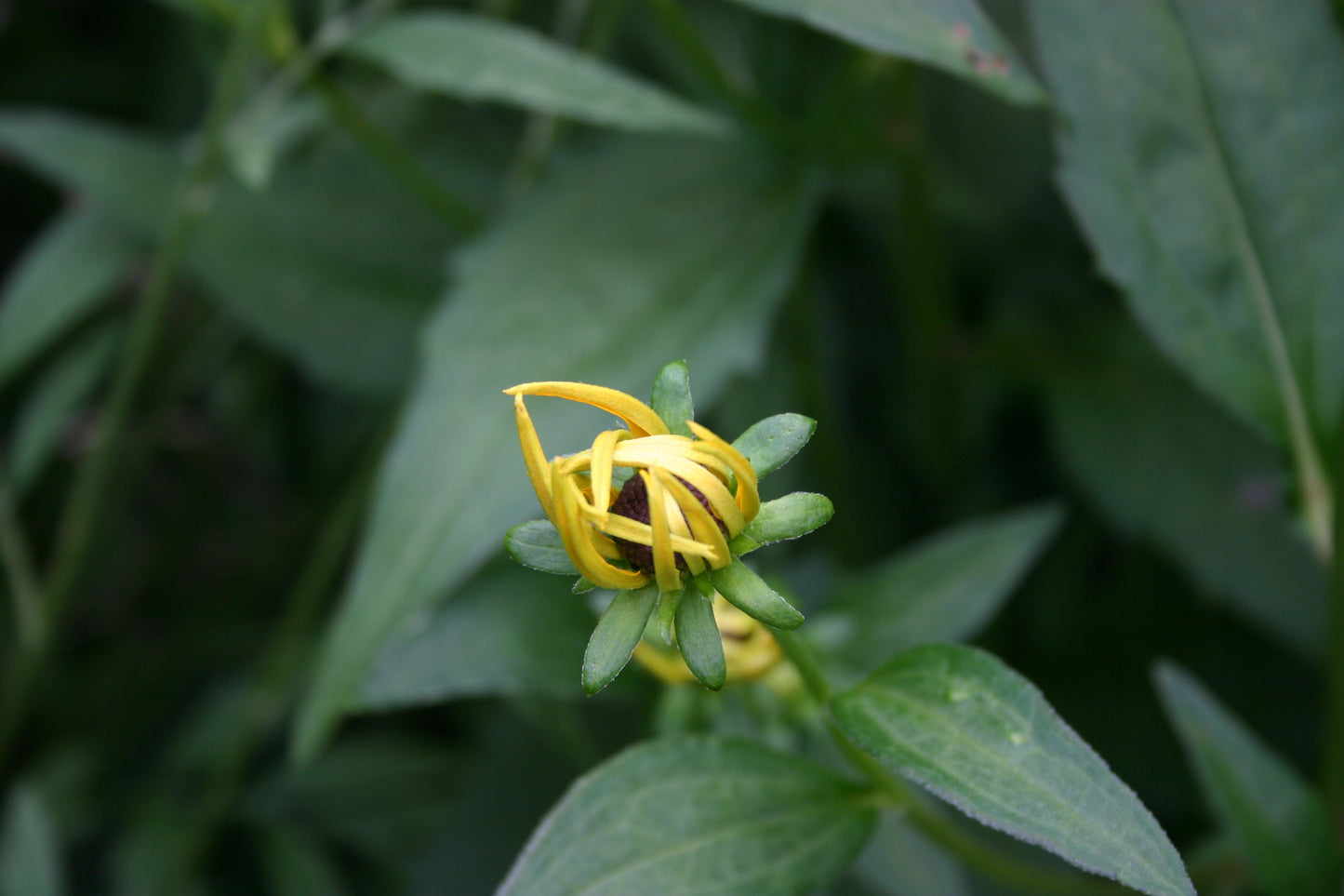 Rudbeckia subtomentosa ‘Sweet black-eyed susan’