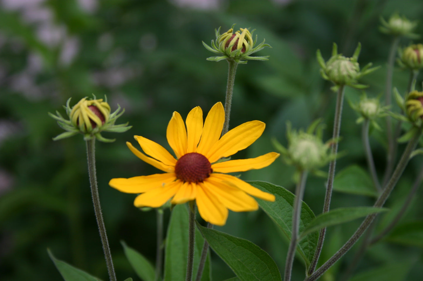 Rudbeckia subtomentosa ‘Sweet black-eyed susan’