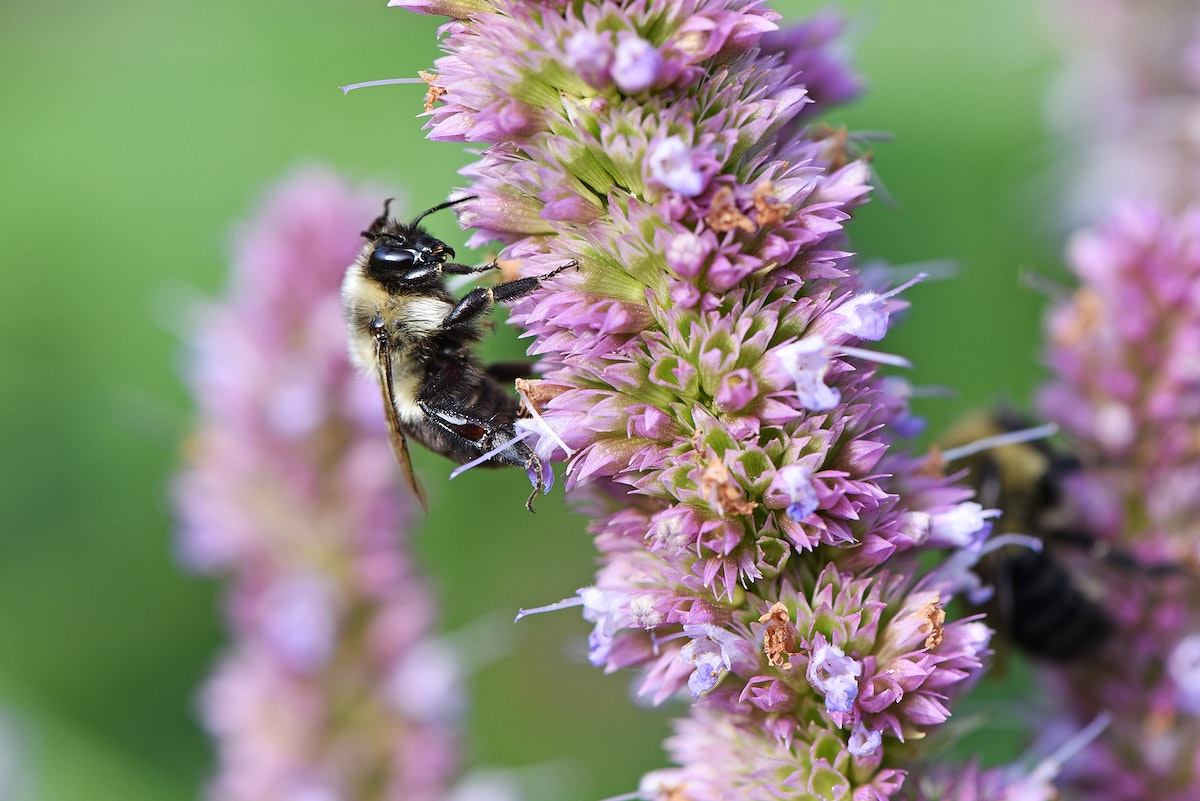 Agastache foeniculum 'Anise Hyssop'