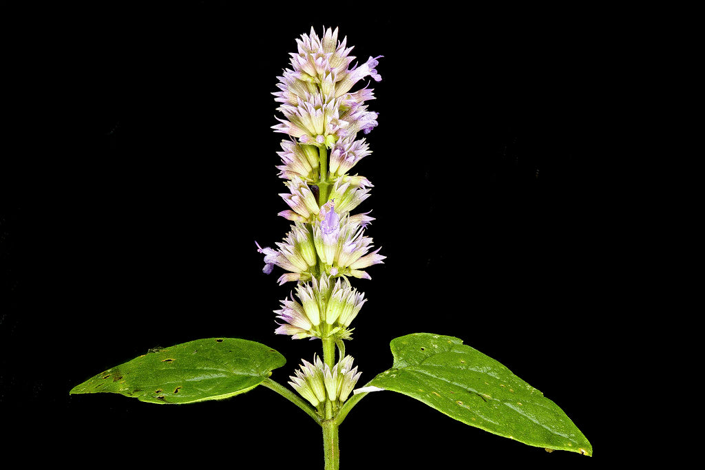 Agastache foeniculum 'Anise Hyssop'