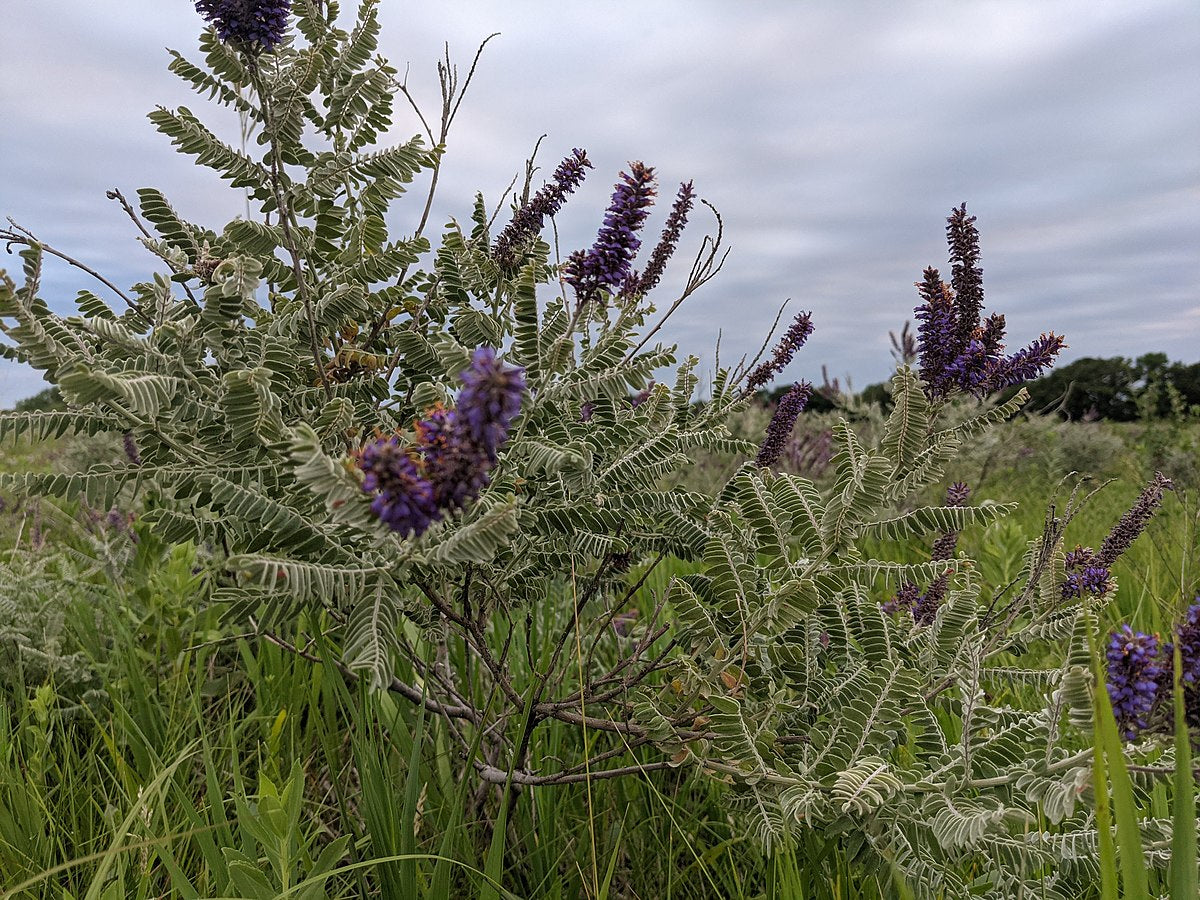 Amorpha canescens 'Lead Plant'