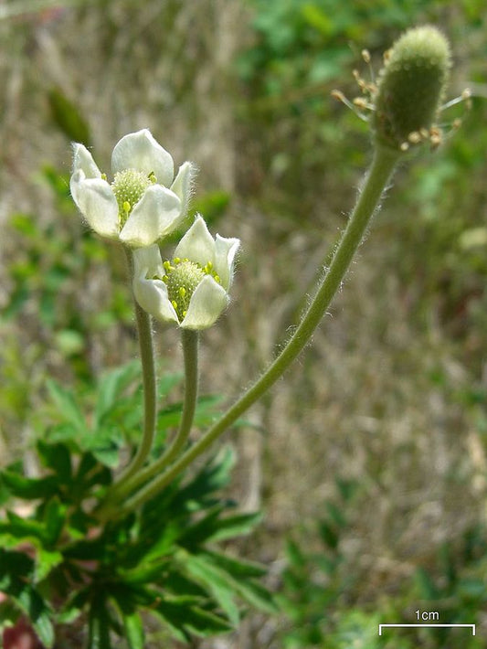 Anemone cylindrica 'Thimbleweed'
