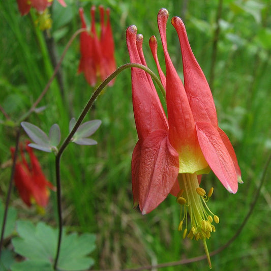 Aquilegia canadensis 'Columbine'