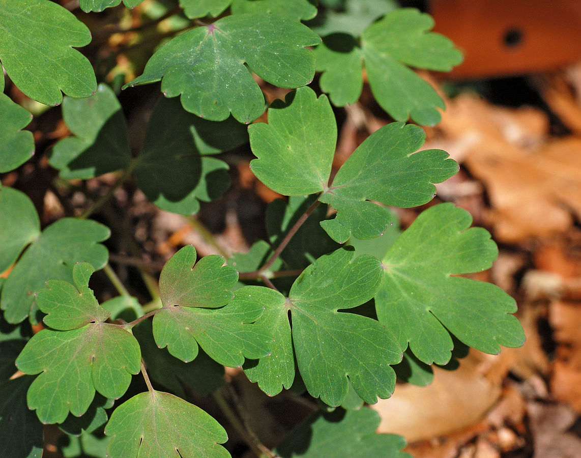 Aquilegia canadensis 'Columbine'