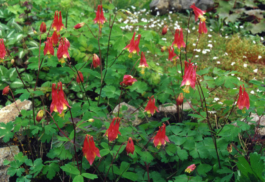 Aquilegia canadensis 'Columbine'