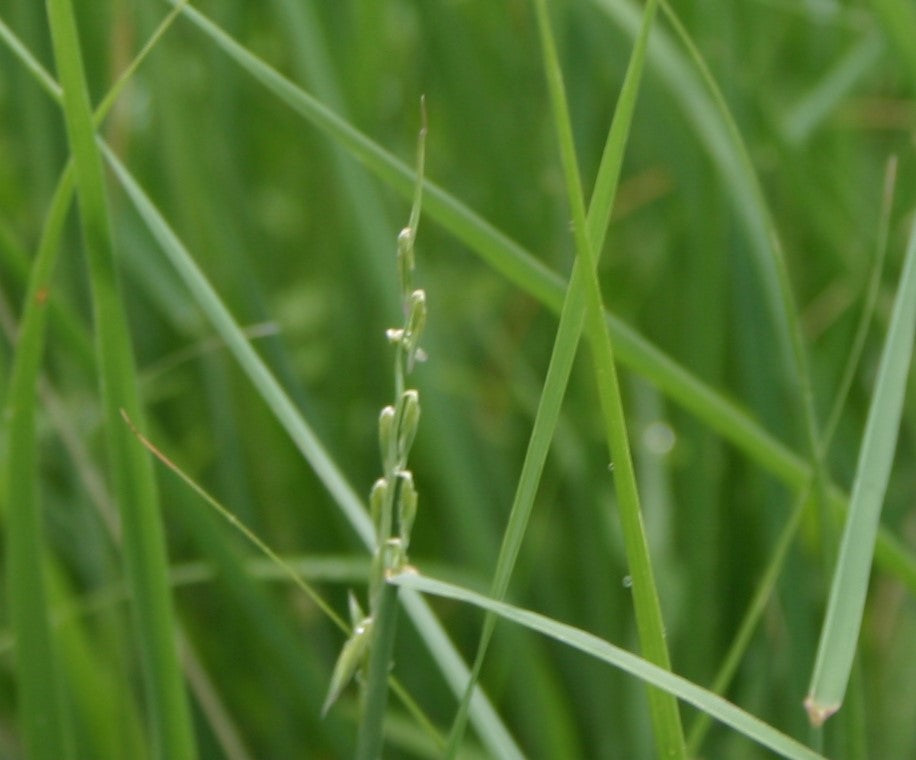 Bouteloua curtipendula ‘Sideoats grama’