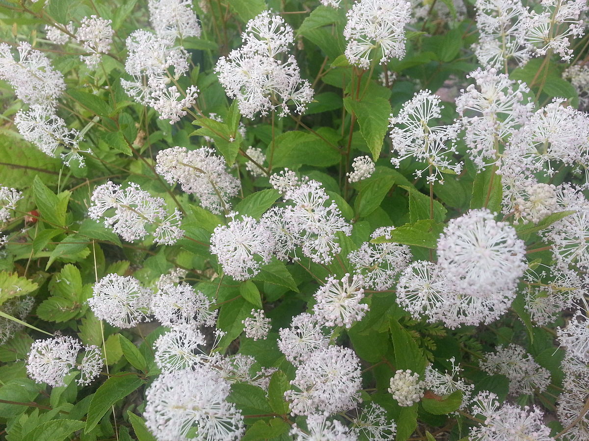 Ceanothus americanus 'New Jersey Tea'