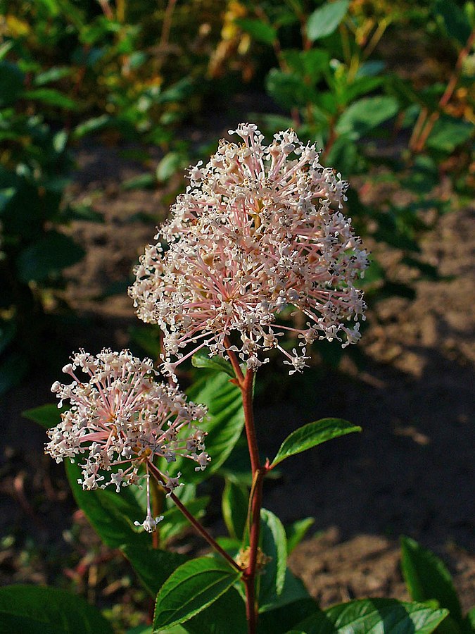 Ceanothus americanus 'New Jersey Tea'