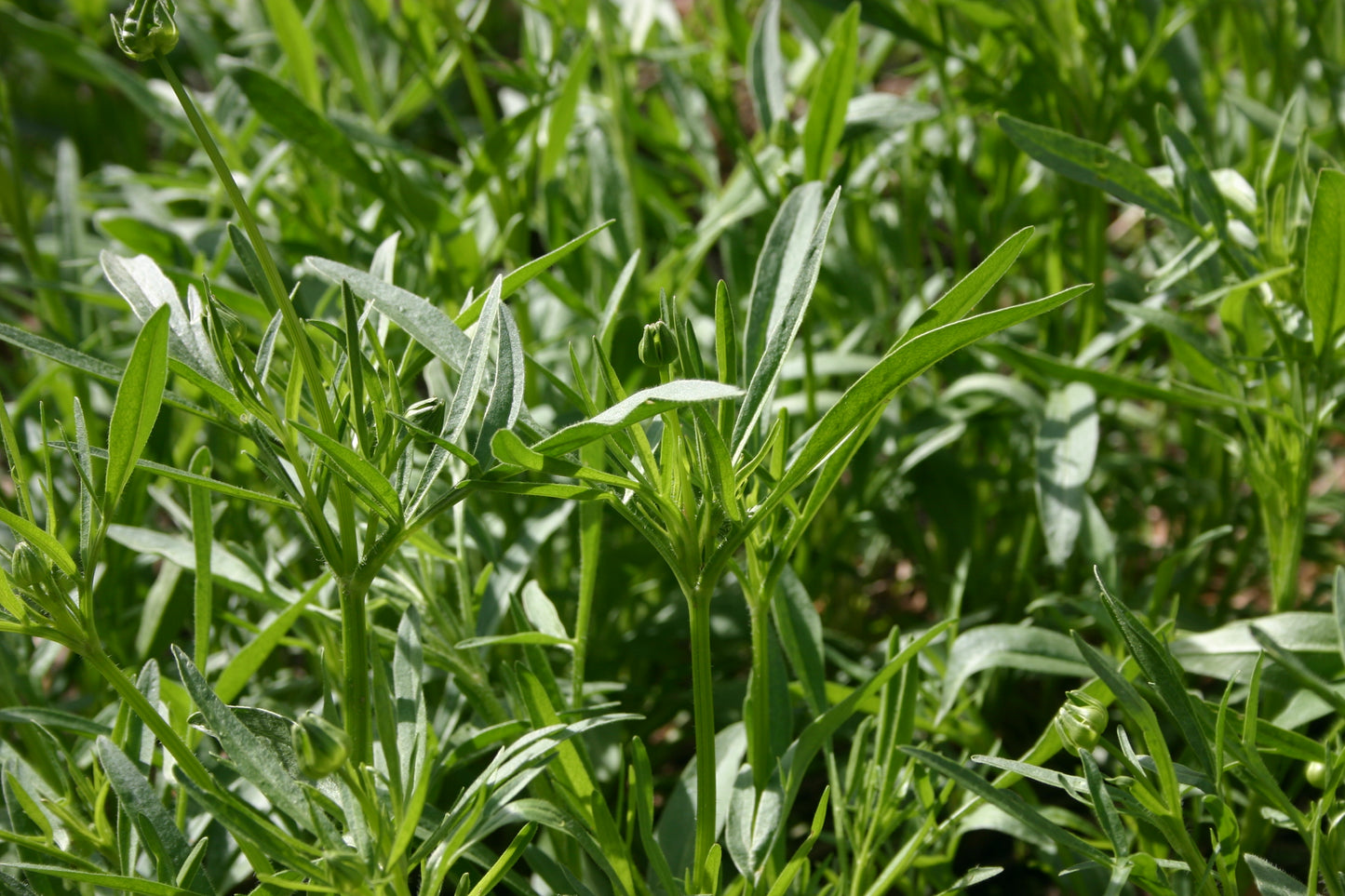 Coreopsis lanceolata 'lance-leaved coreopsis'