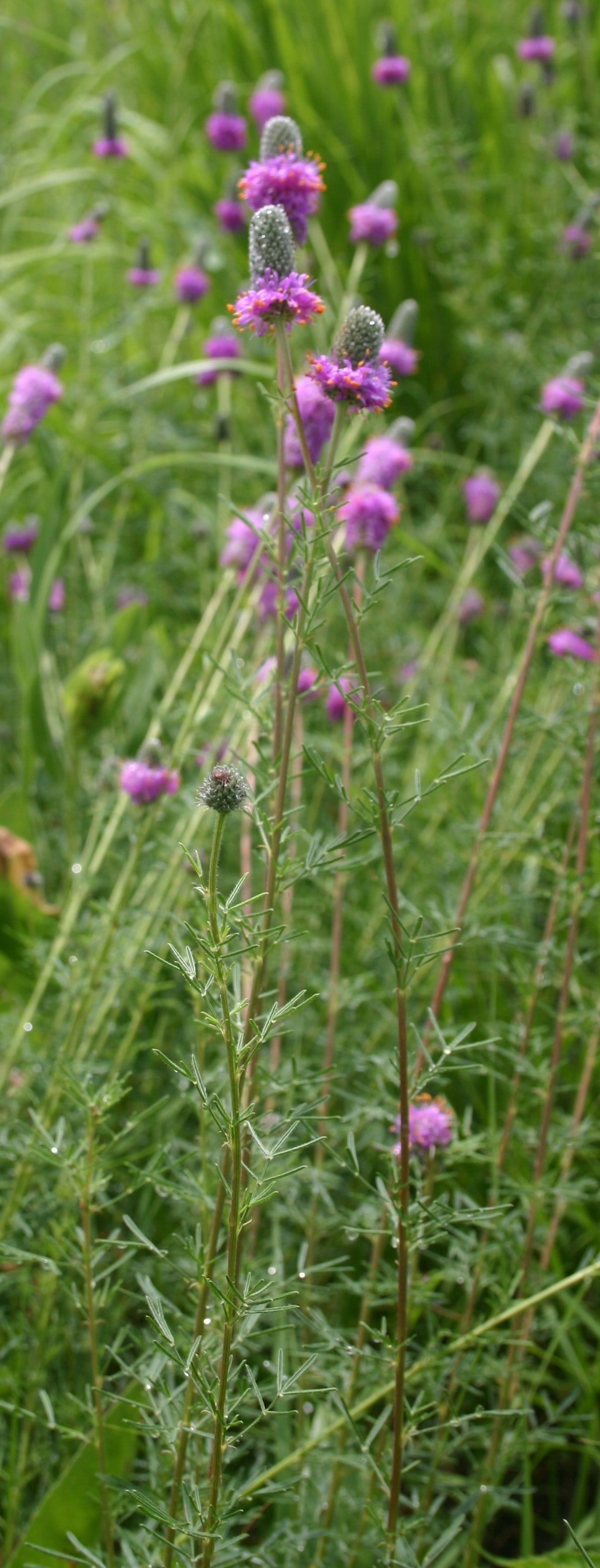 Dalea purpurea 'Purple Prairie Clover'