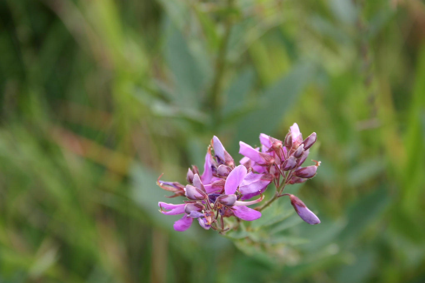 Desmodium canadense 'Showy Tick Trefoil'