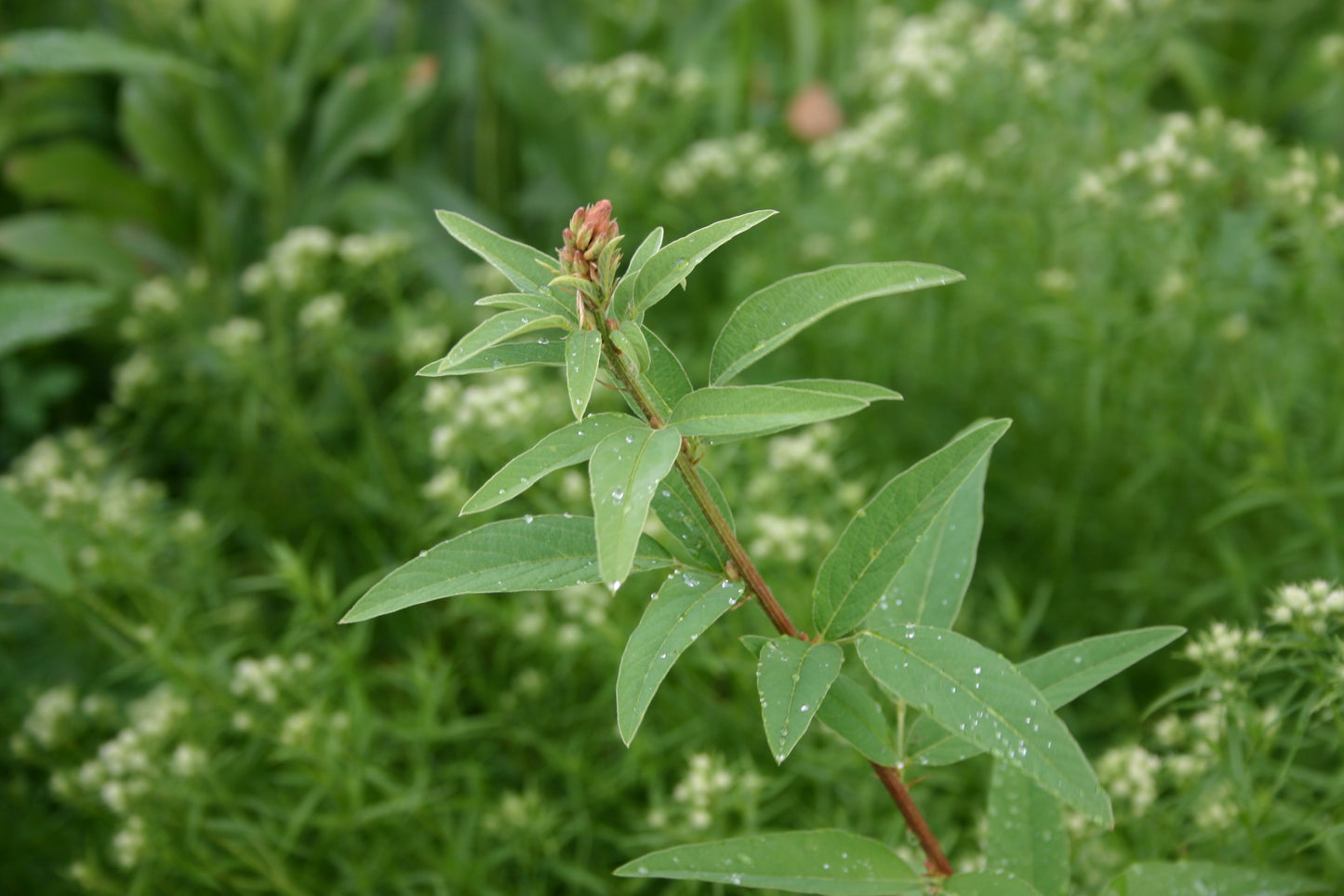 Desmodium canadense 'Showy Tick Trefoil'