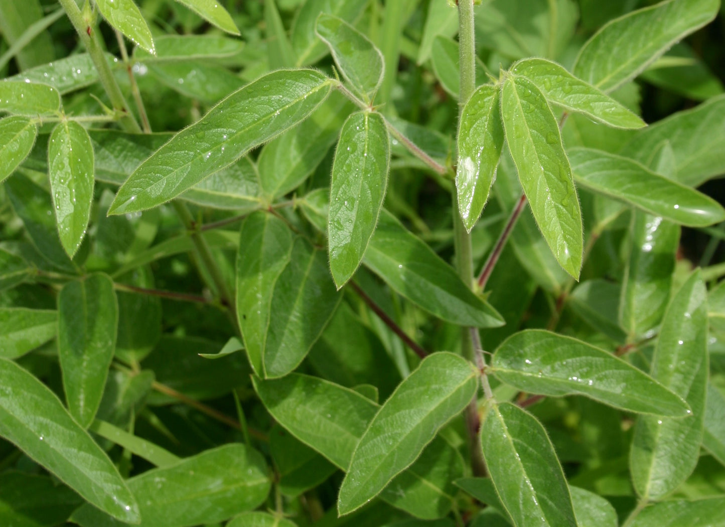 Desmodium canadense 'Showy Tick Trefoil'