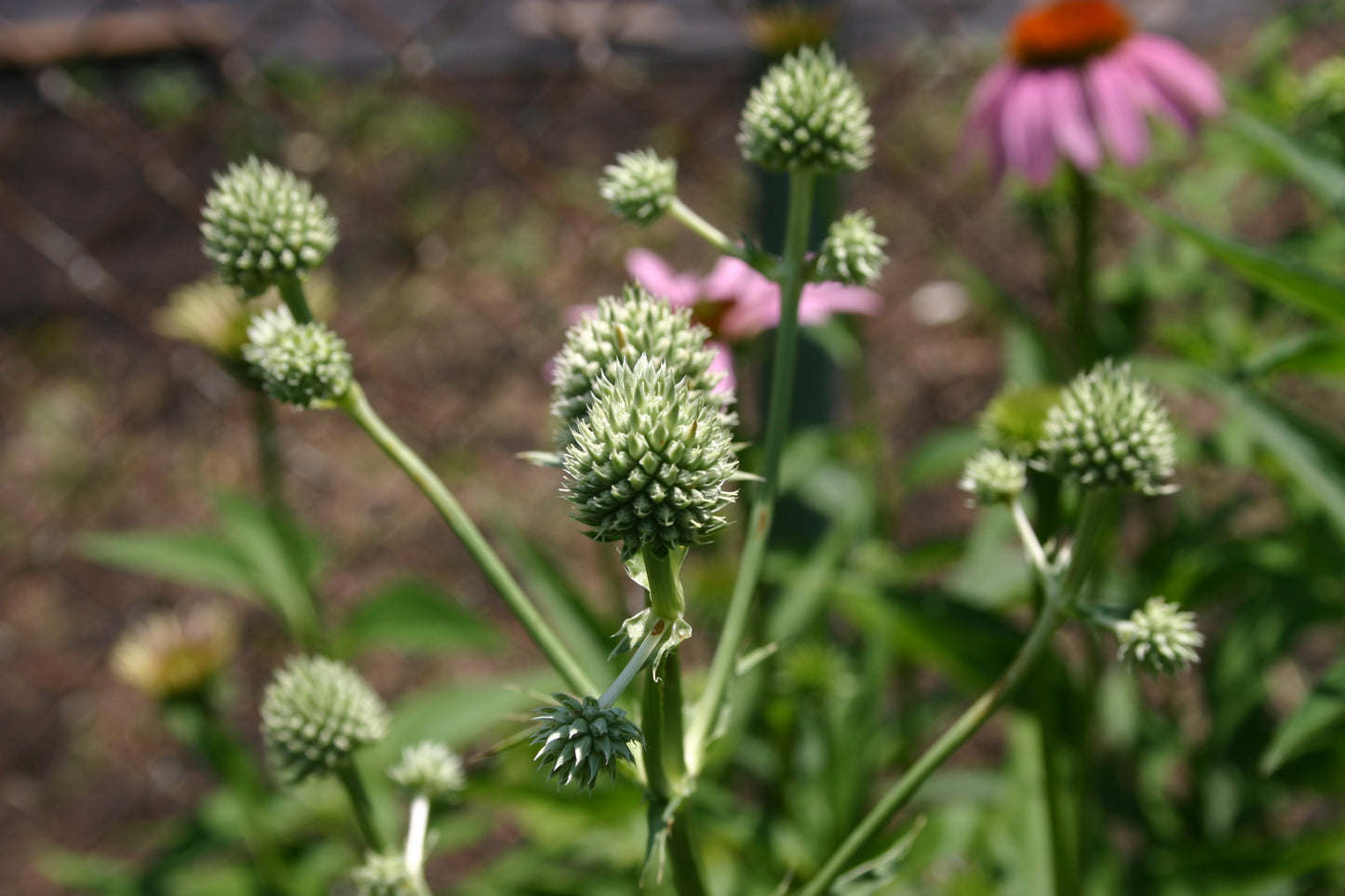 Eryngium yuccifolium 'Rattlesnake Master'