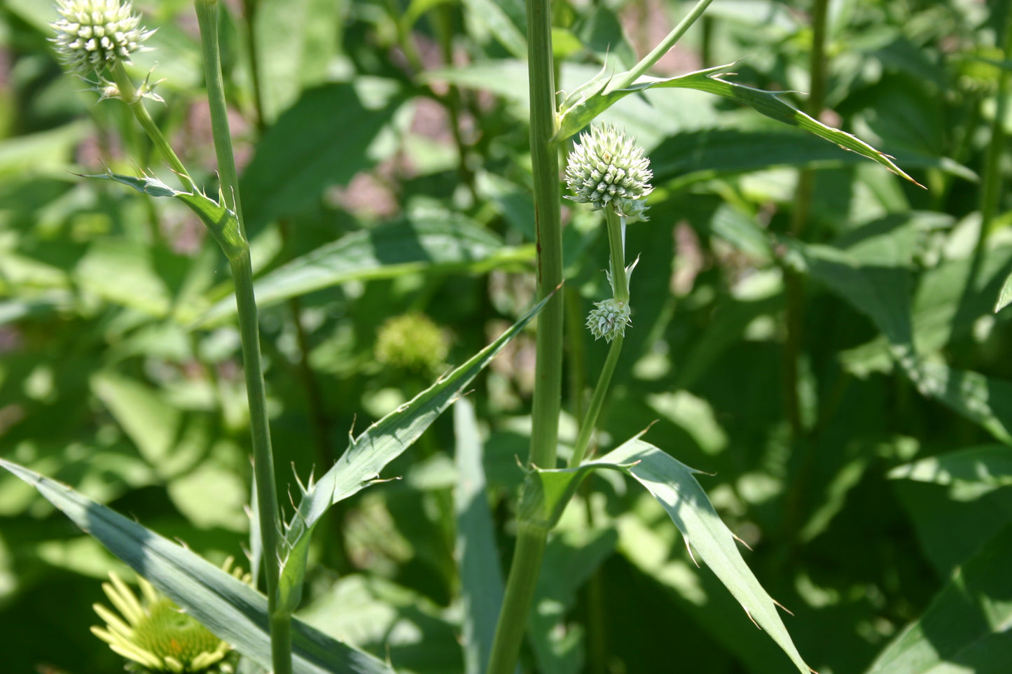 Eryngium yuccifolium 'Rattlesnake Master'