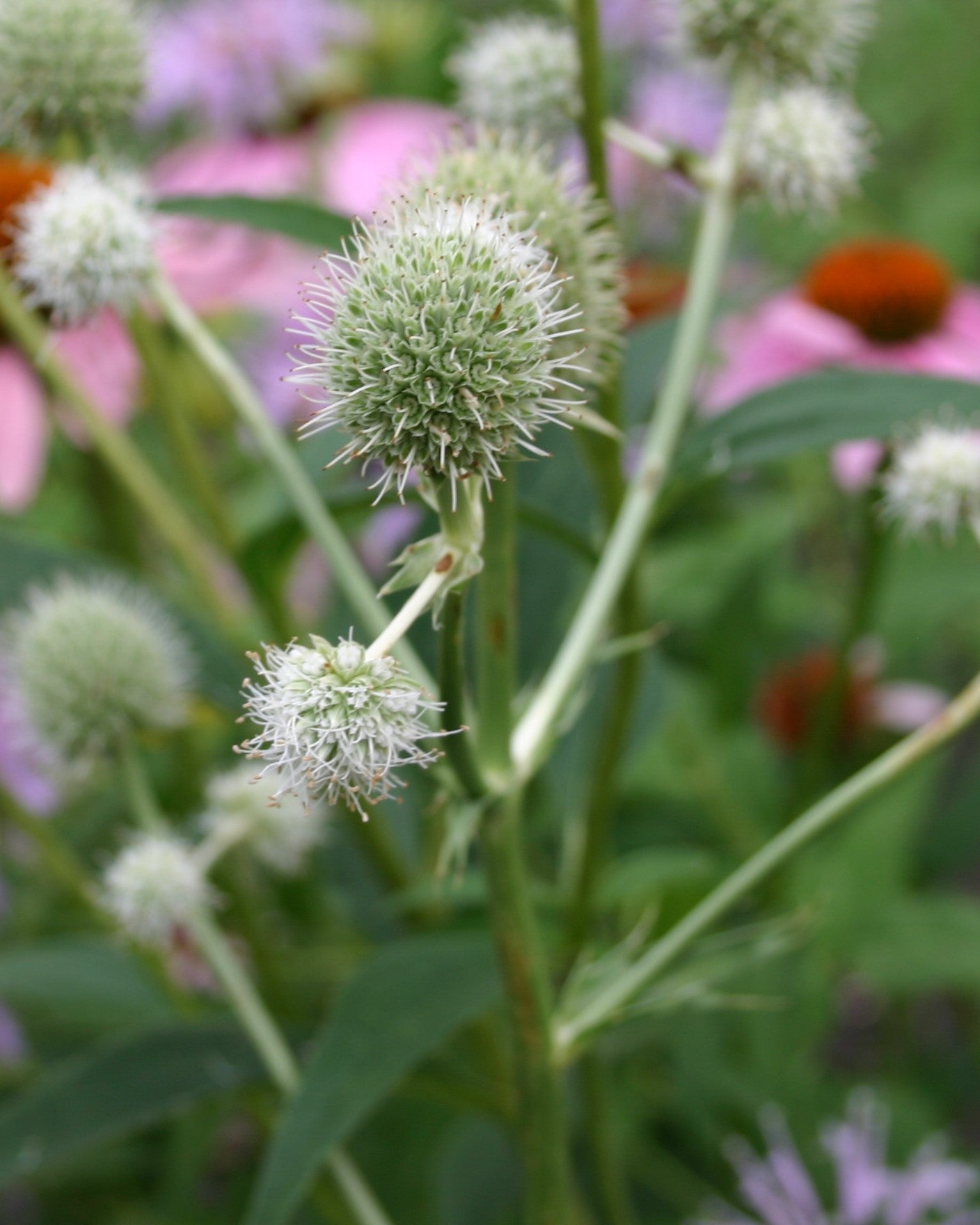 Eryngium yuccifolium 'Rattlesnake Master'