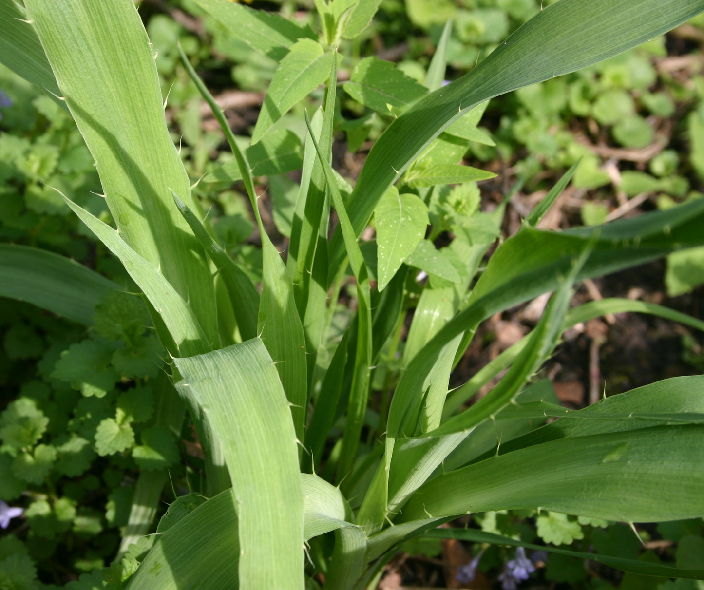 Eryngium yuccifolium 'Rattlesnake Master'