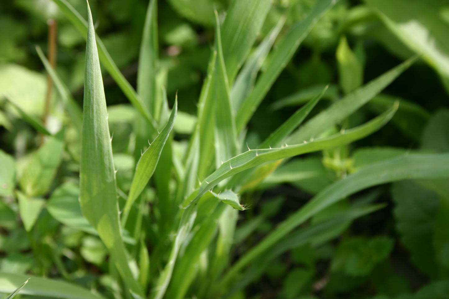 Eryngium yuccifolium 'Rattlesnake Master'