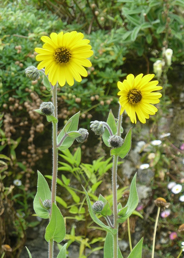 Helianthus mollis 'Downy Sunflower'
