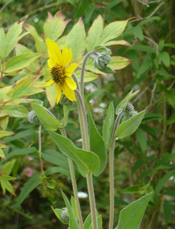 Helianthus mollis 'Downy Sunflower'