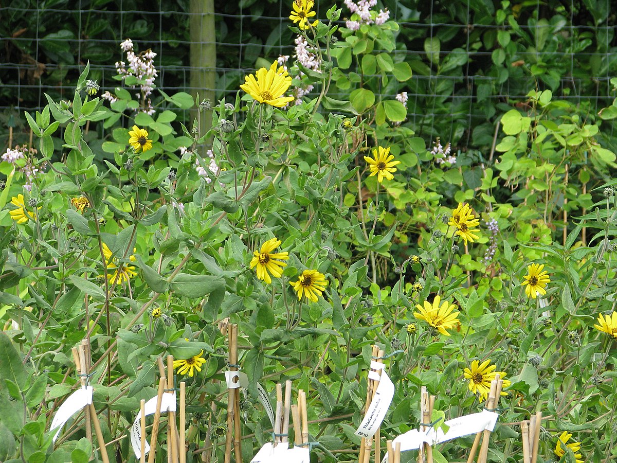 Helianthus mollis 'Downy Sunflower'