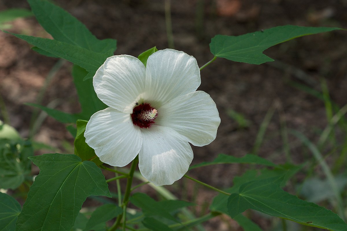 Hibiscus laevis 'Rose Mallow'