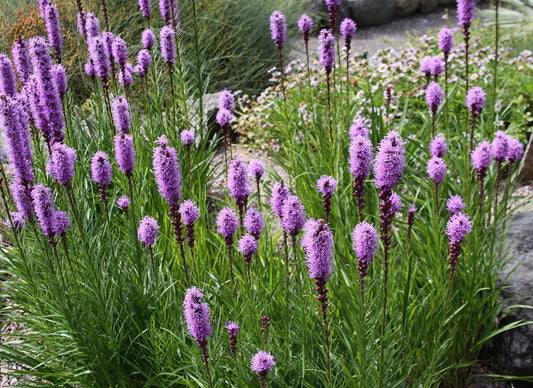 Liatris spicata 'Dense Blazing Star'
