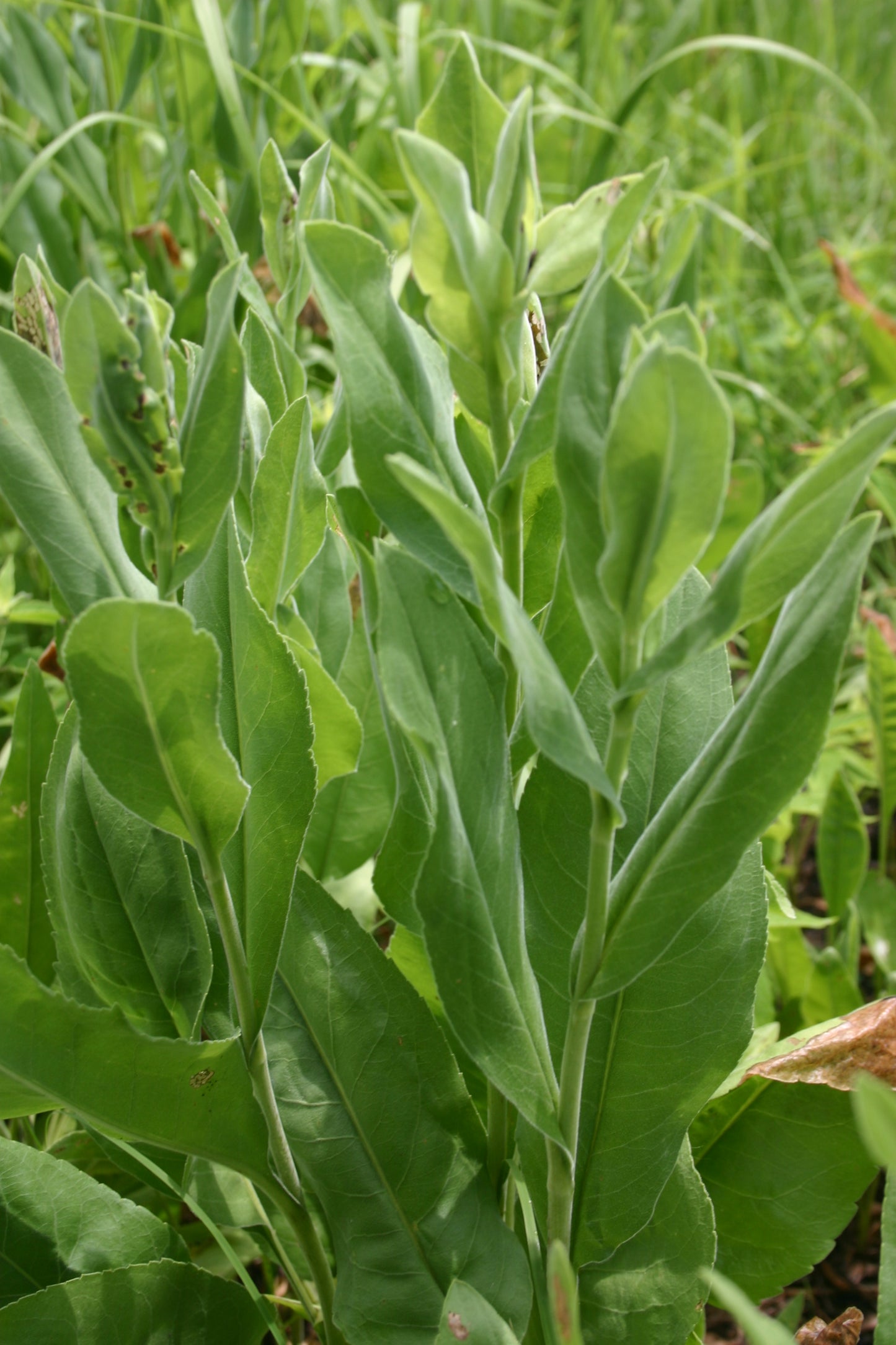 Oligoneuron rigidum 'Stiff Goldenrod'