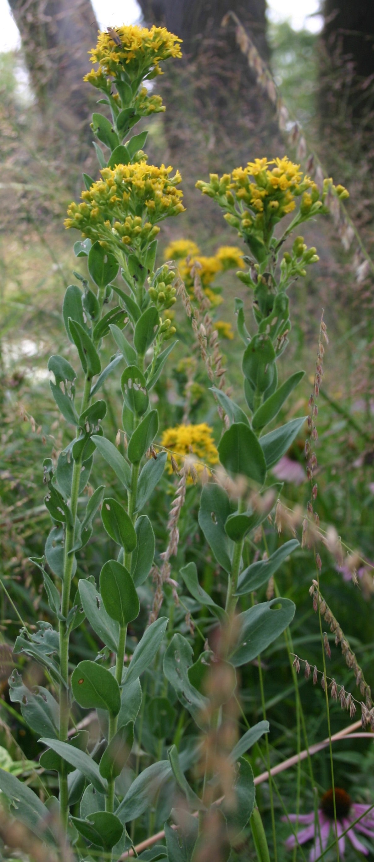 Oligoneuron rigidum 'Stiff Goldenrod'