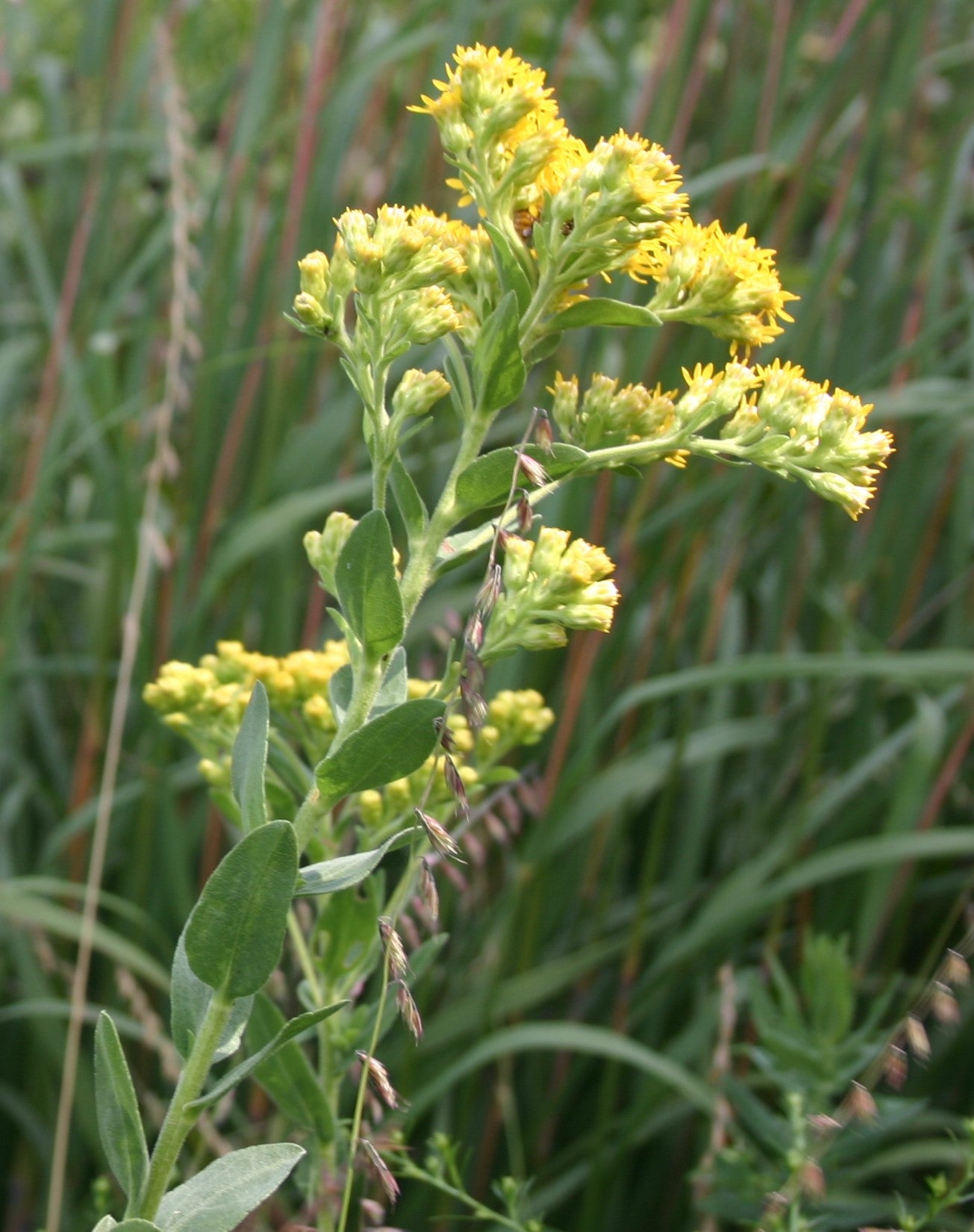 Oligoneuron rigidum 'Stiff Goldenrod'