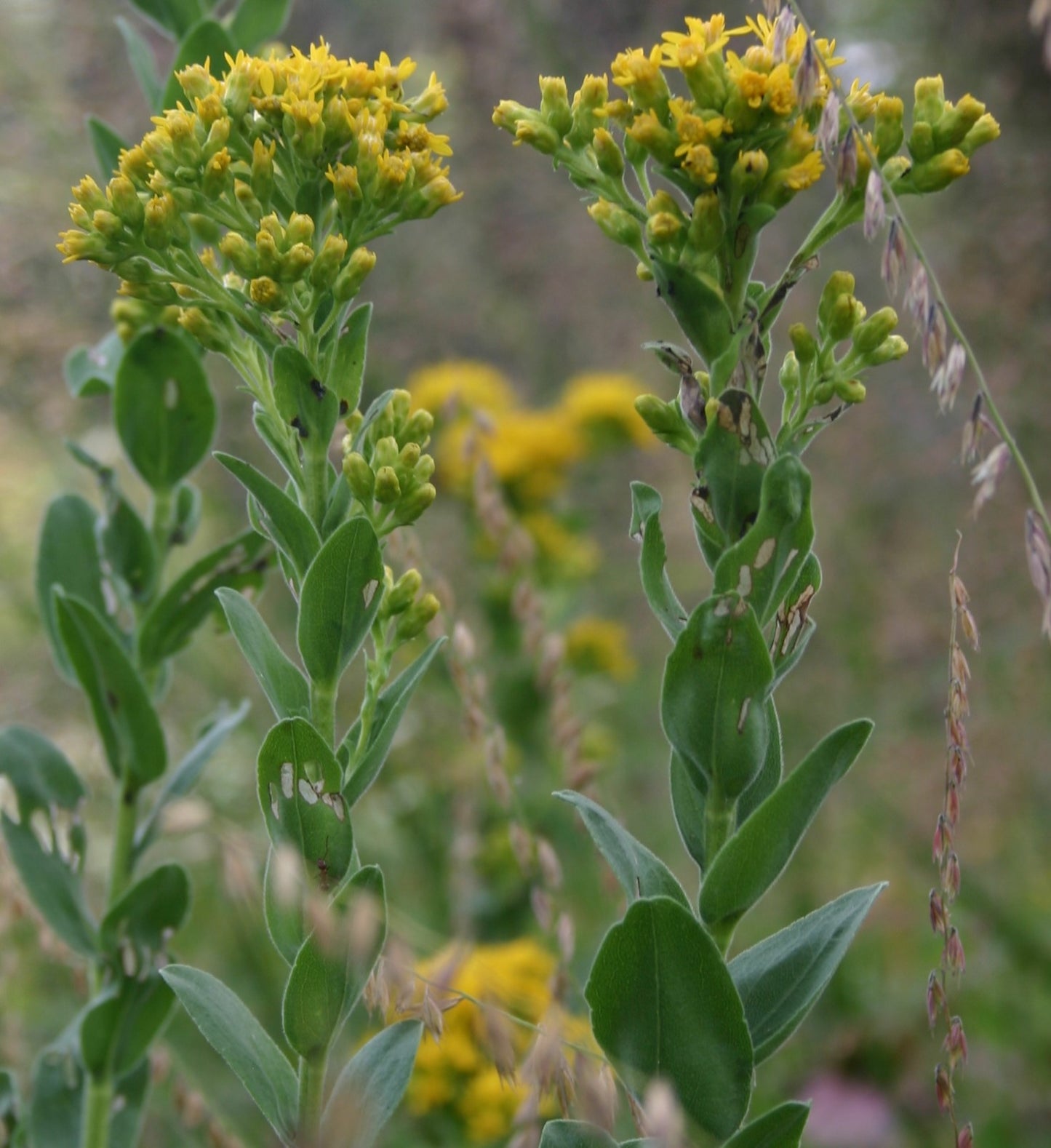 Oligoneuron rigidum 'Stiff Goldenrod'