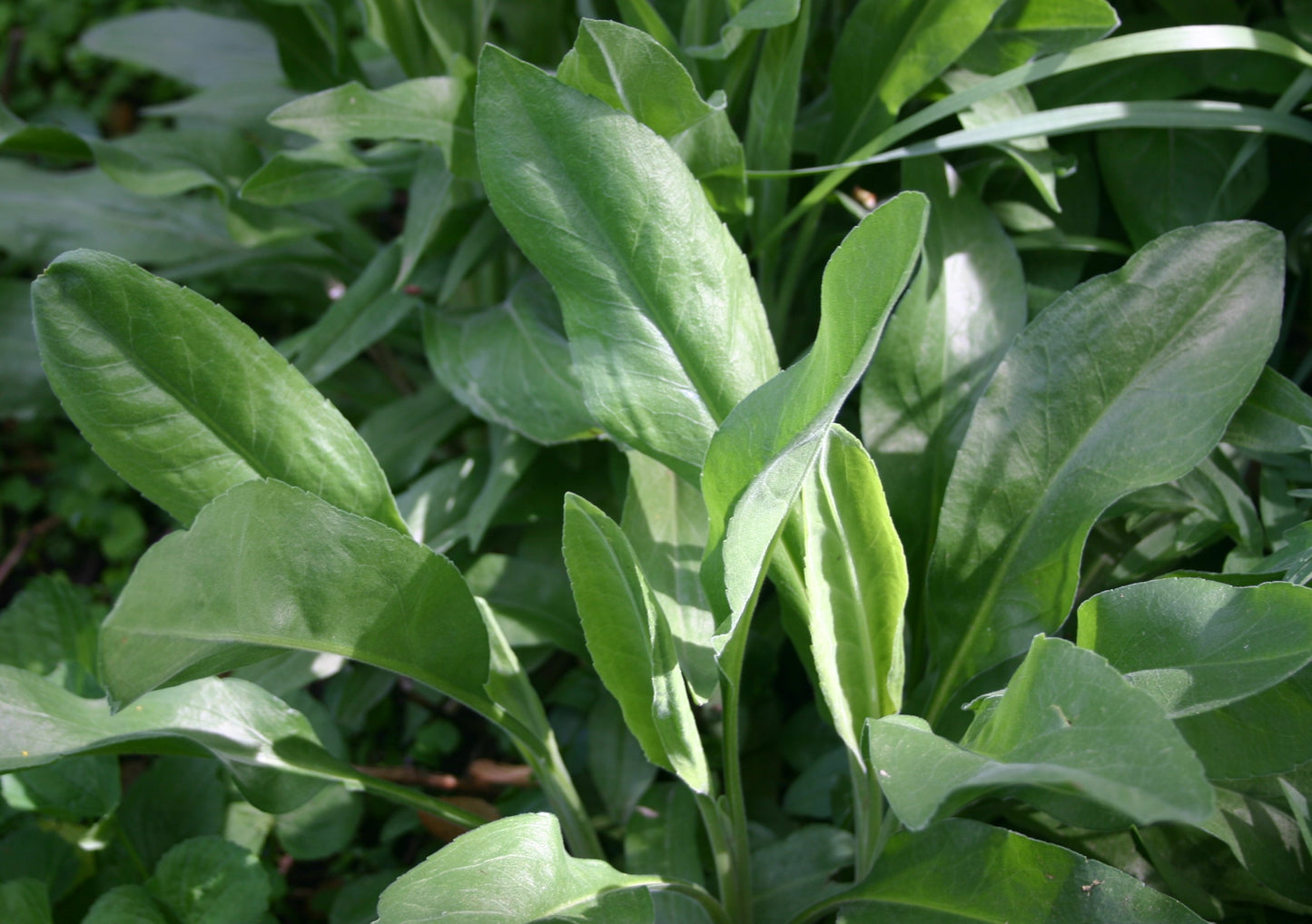 Oligoneuron rigidum 'Stiff Goldenrod'