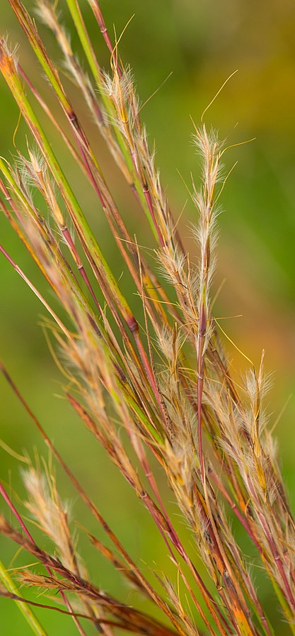 Schizachyrium scoparium 'Little Bluestem'