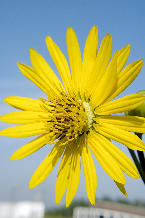 Silphium terebinthinaceum 'Prairie Dock'