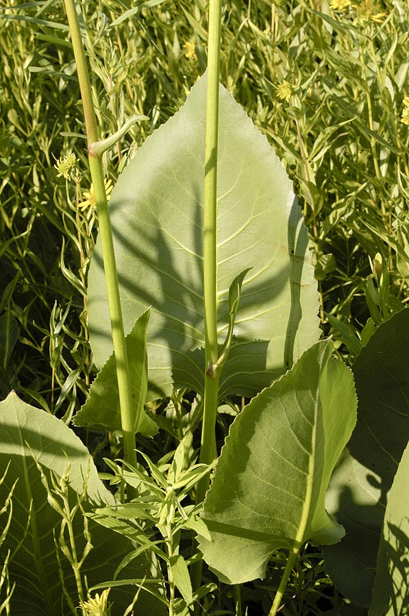 Silphium terebinthinaceum 'Prairie Dock'