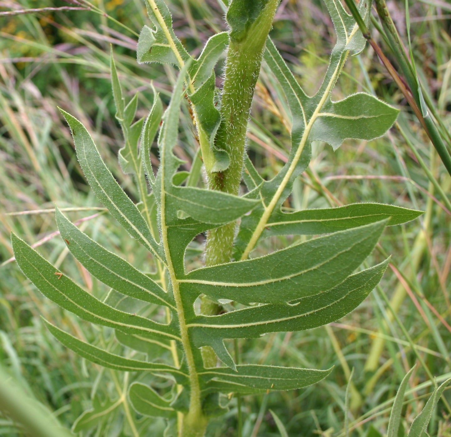 Silphium laciniatum 'Compass Plant'