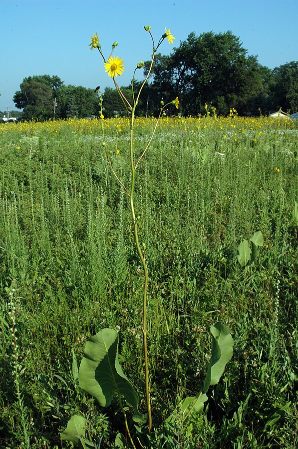 Silphium terebinthinaceum 'Prairie Dock'