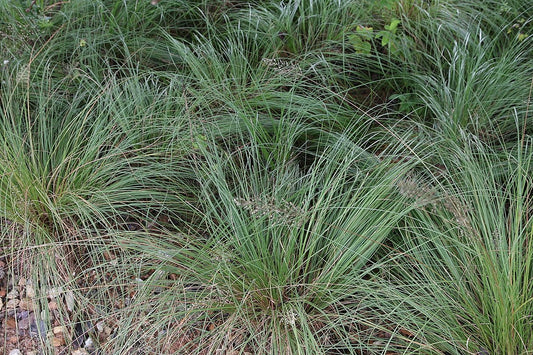 Sporobolus heterolepis 'Prairie Dropseed'