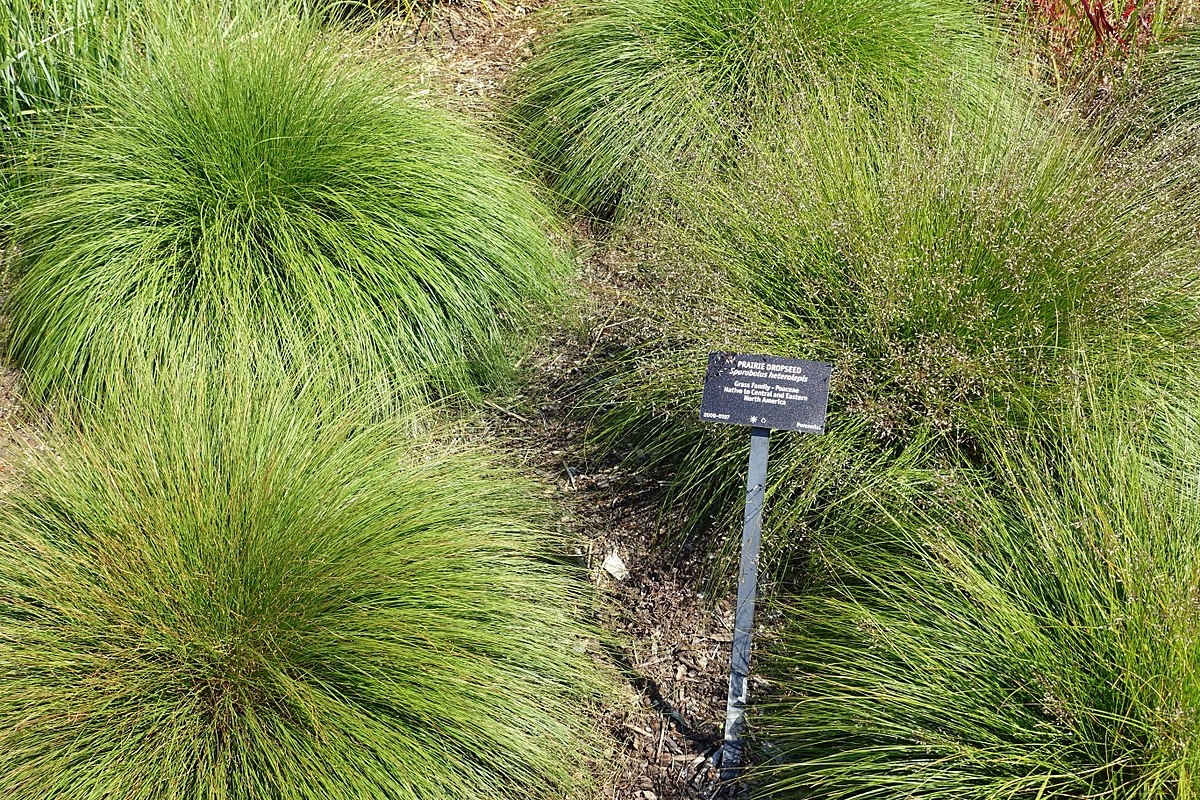 Sporobolus heterolepis 'Prairie Dropseed'