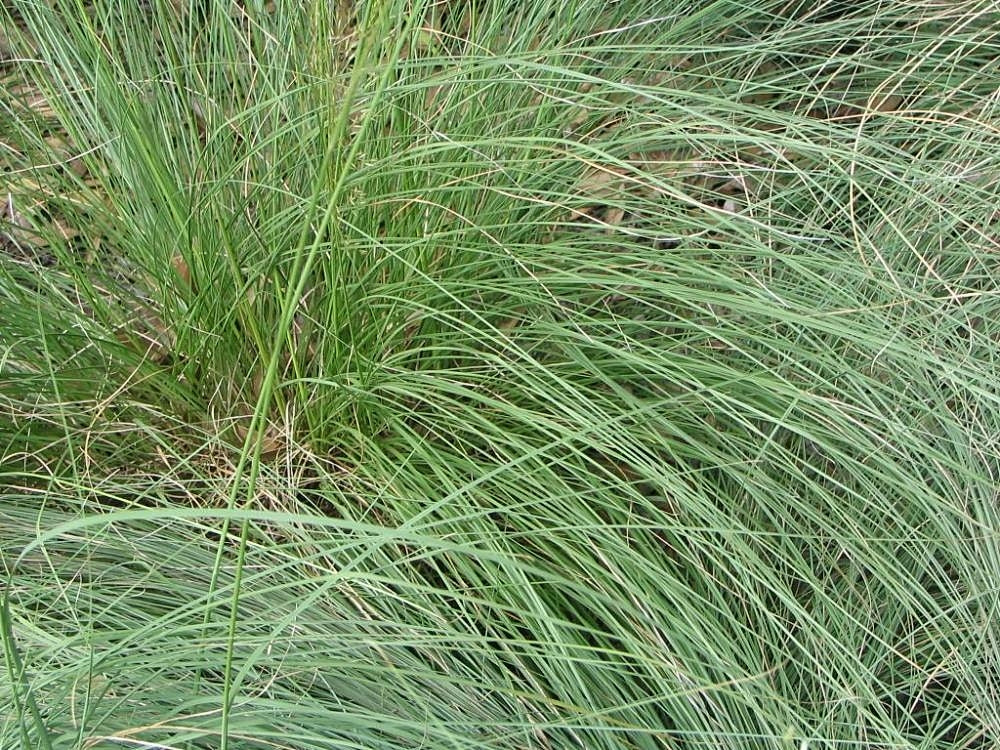 Sporobolus heterolepis 'Prairie Dropseed'